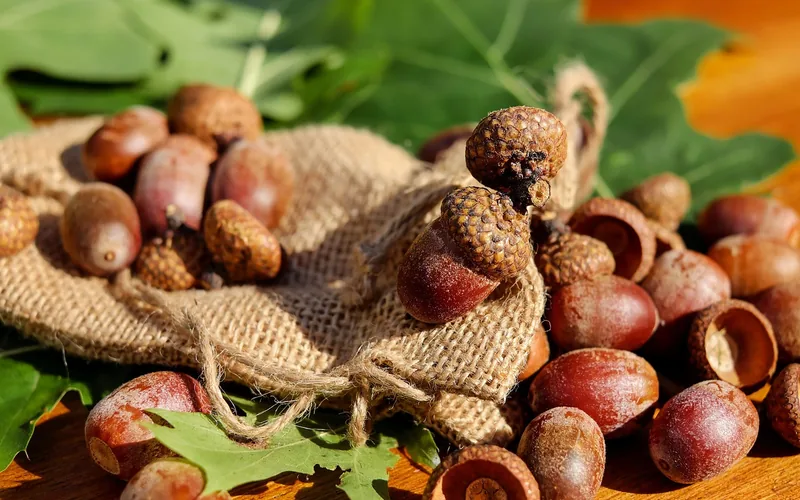 Oak leaves and acorns with caps used to identify Florida oak species