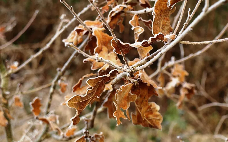 Frosted brown oak leaves still clinging to bare winter twigs