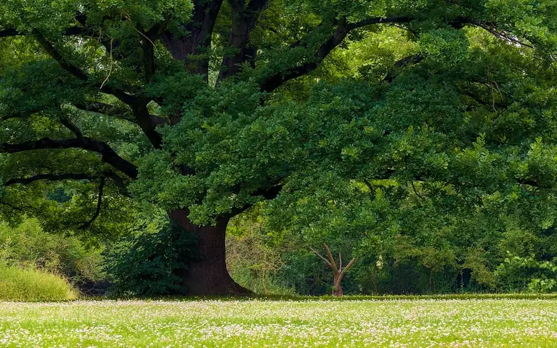 a mature oak tree with a broad spreading crown standing in an open field a mature oak tree with a broad spreading crown standing in an open field