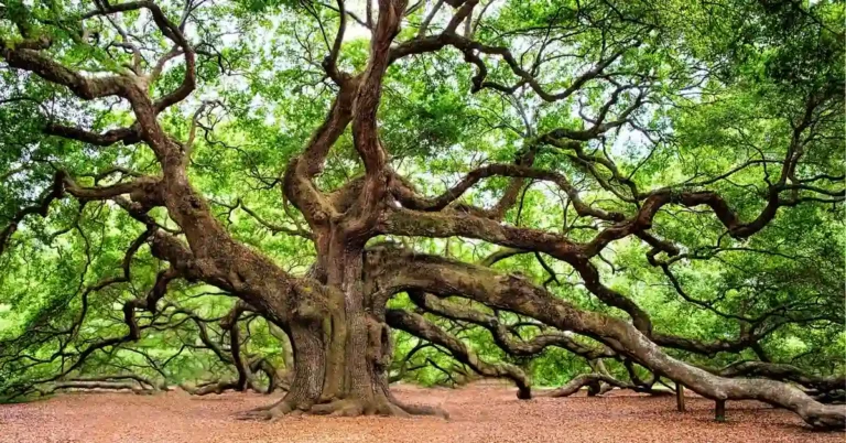 Large mature oak tree with thick furrowed bark and full green canopy