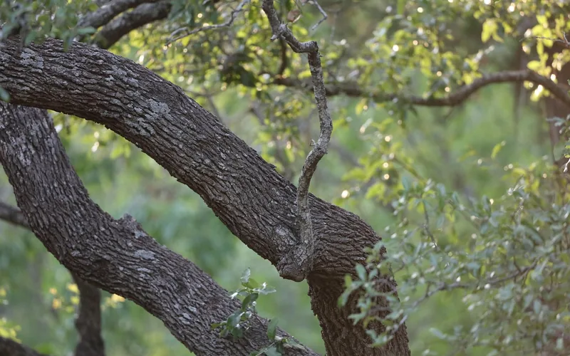 Close-up of thick corky oak bark that insulates the tree from fire heat