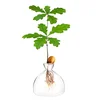 Acorn Sprouting Seed Starter Glass Vase Kit