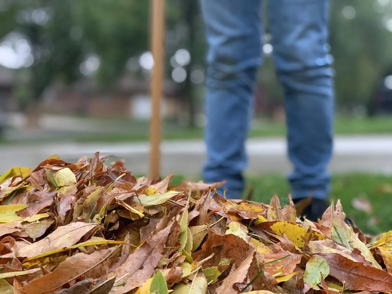 Raking fallen leaves into a pile for removal, clearing the decaying organic matter wood roaches feed on Raking fallen leaves into a pile for removal, clearing the decaying organic matter wood roaches feed on