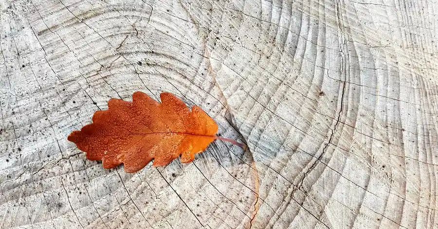 Oak leaf resting on a sawn oak stump showing growth rings