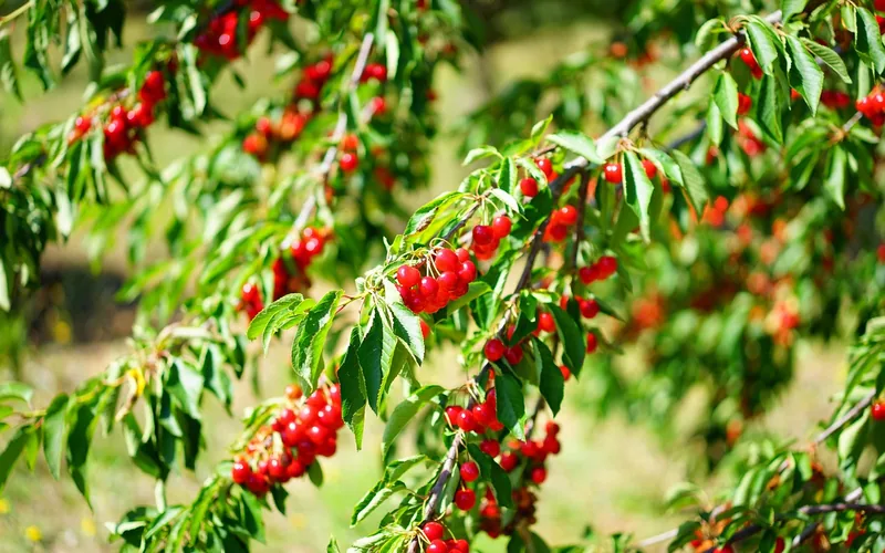 Ripe red cherries hanging on a branch, checked for color and firmness before picking Ripe red cherries hanging on a branch, checked for color and firmness before picking