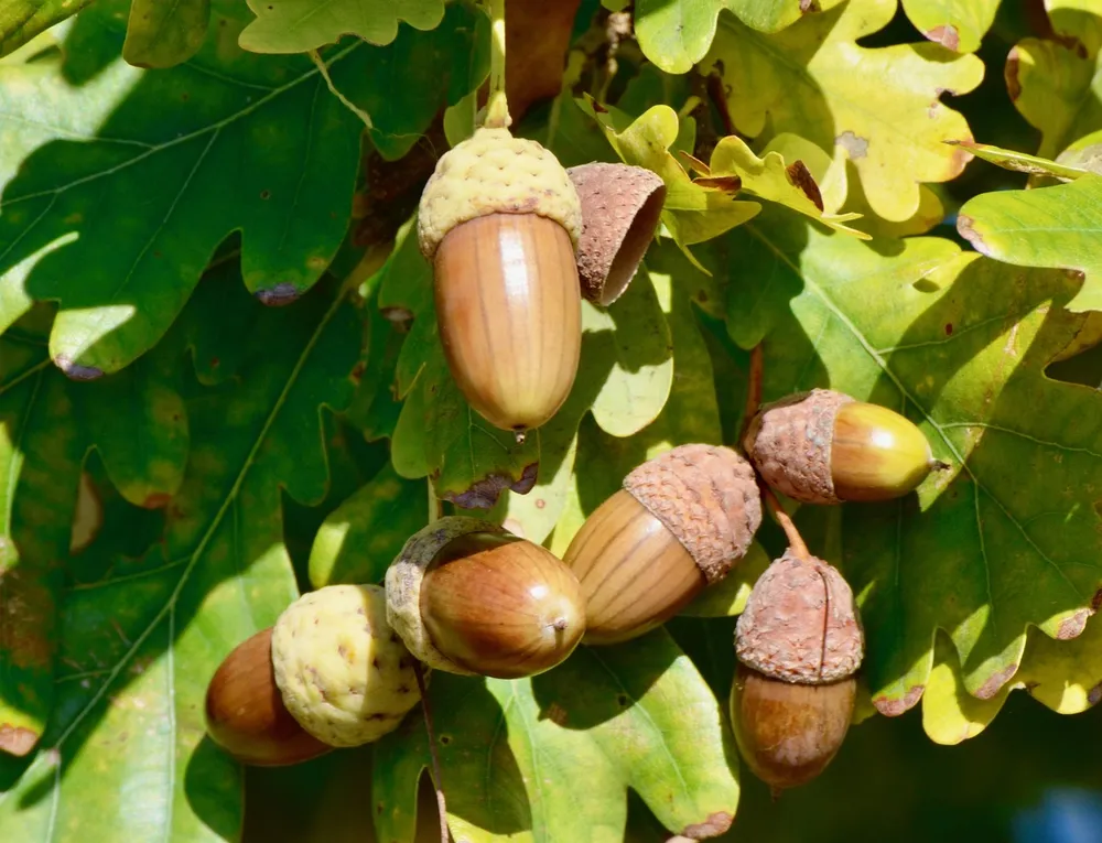 Ripe brown oak acorns hanging on a leafy oak branch