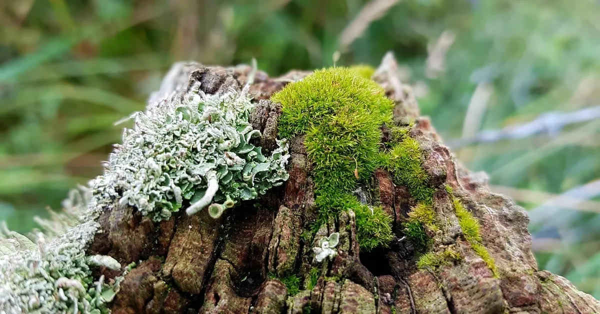 Rotted wooden post top with moss and lichen showing surface decay