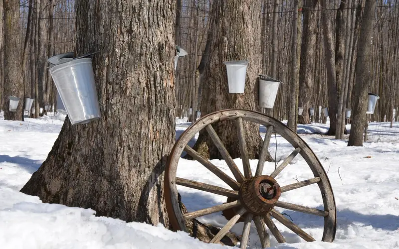 sugar maple tree tapped for sap collection with a metal bucket in the forest sugar maple tree tapped for sap collection with a metal bucket in the forest