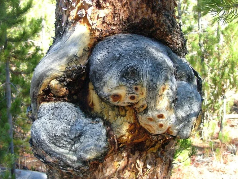 Large knobby burl growth on a tree trunk with swirled bark and dark eye-like knots
