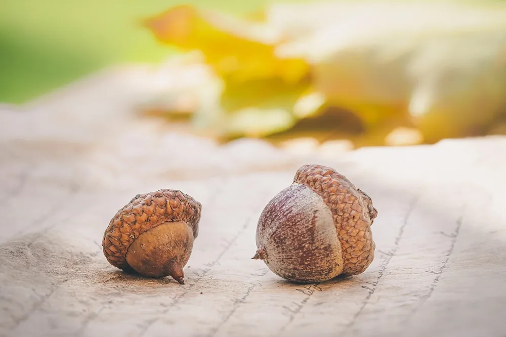 Two mature brown acorns with textured caps resting on a wooden surface
