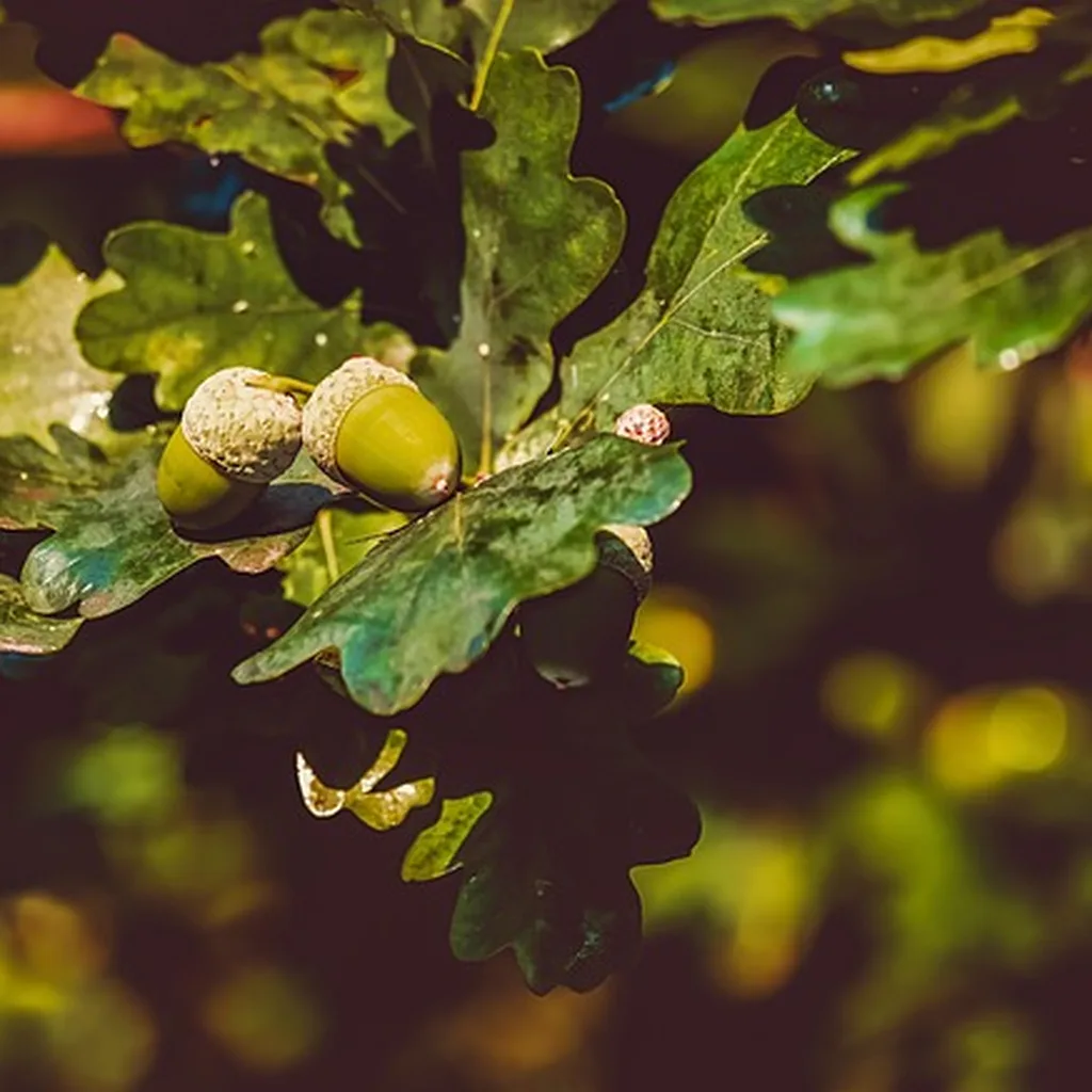 White oak and red oak leaves with acorns, showing the two oak groups edible acorns come from