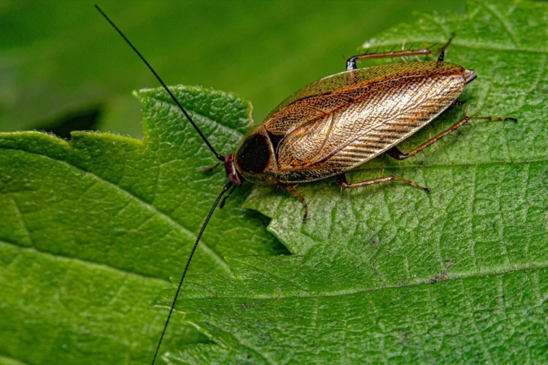 Outdoor cockroach resting on a leaf, the same leaf litter and vegetation habitat wood roaches favor