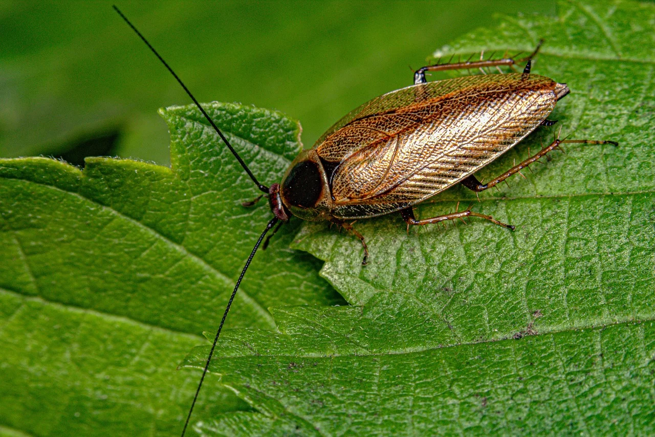 Outdoor cockroach resting on a leaf, the same leaf litter and vegetation habitat wood roaches favor
