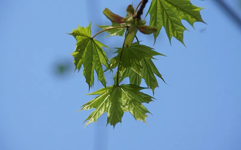 Young maple leaves and flower buds on a branch against blue sky
