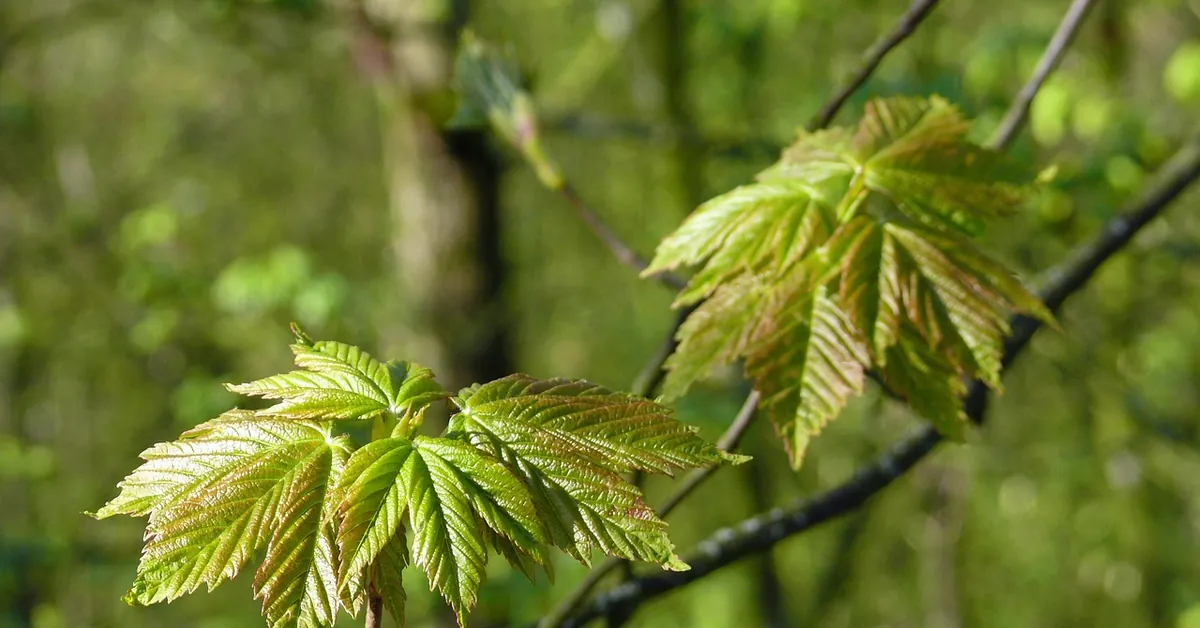 Young maple leaves opening on a branch in spring