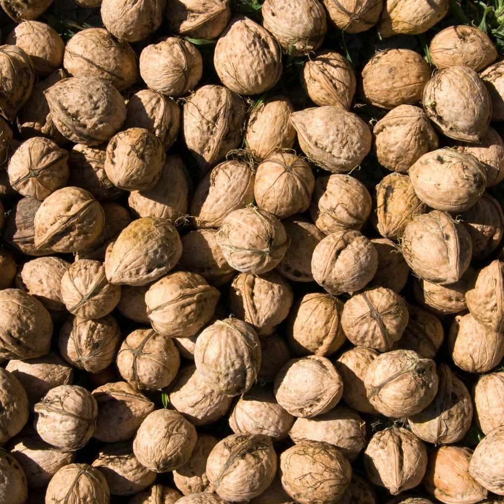 American Walnut vs Walnut