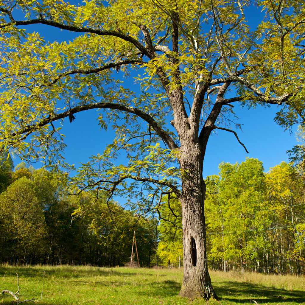 Juglone and Allelopathy