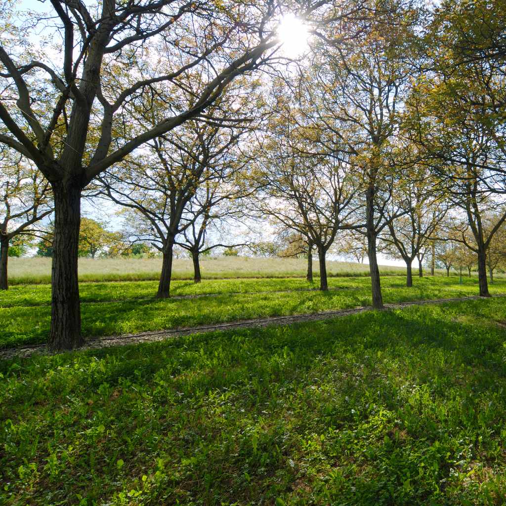 Tips for Safe Removal and Processing