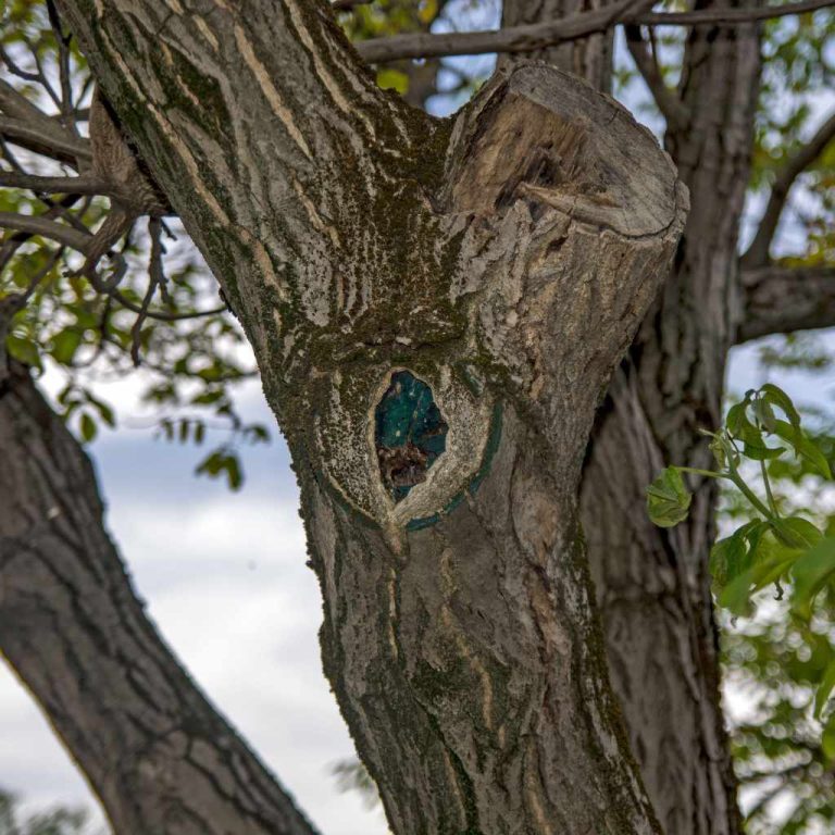 Are Black Walnut Trees Valuable