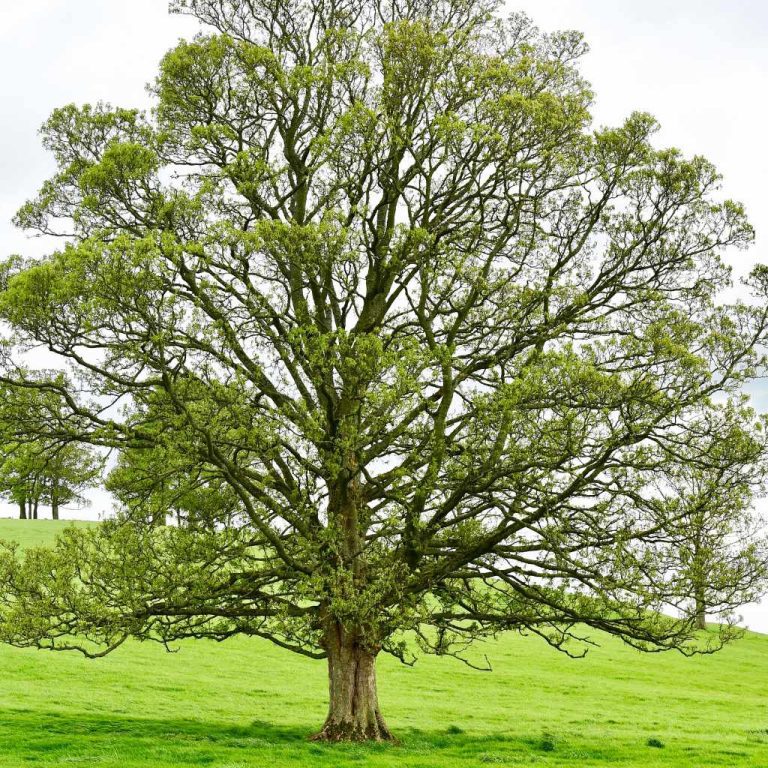 Are Walnut Trees Poisonous?