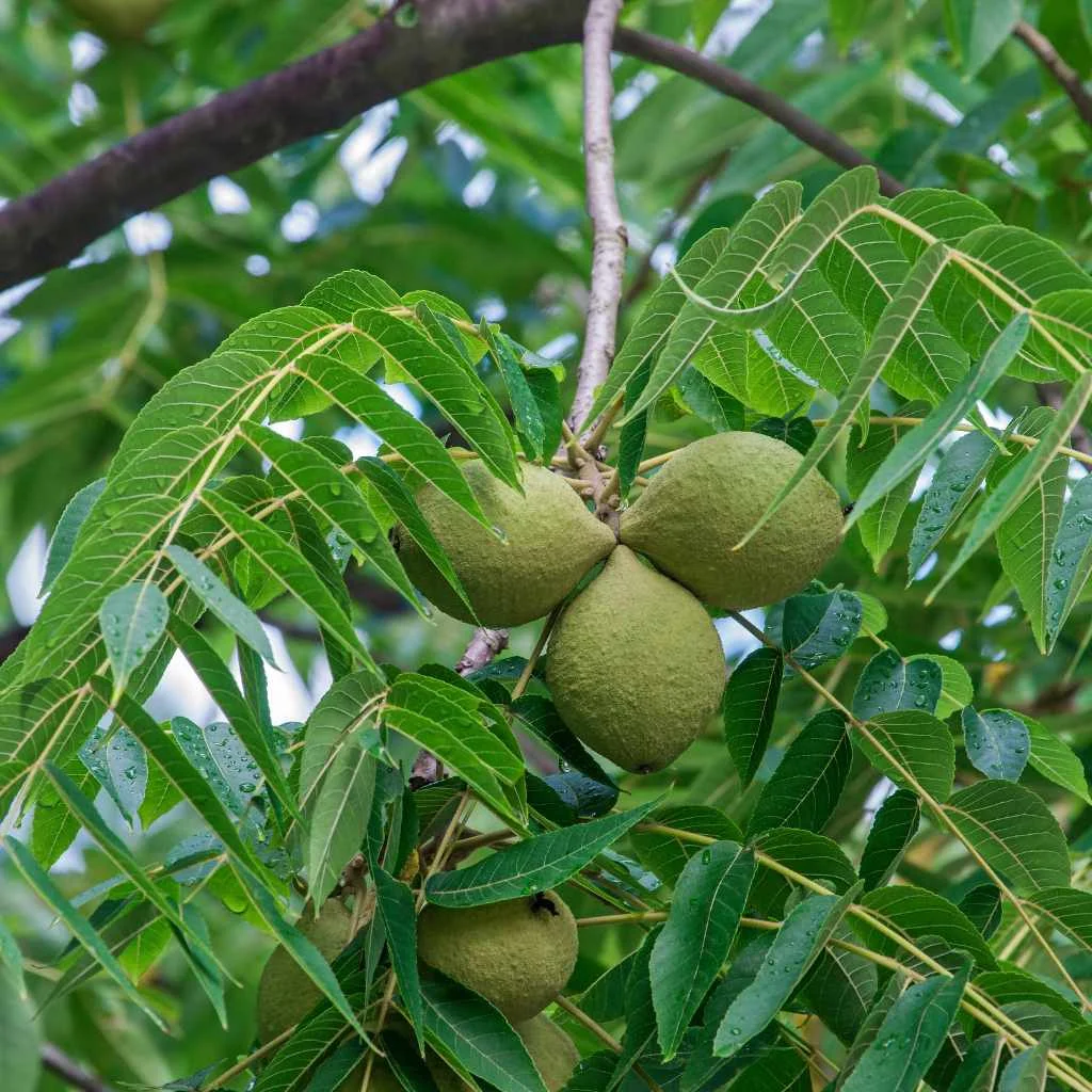 Tools for Safe Walnut Woodworking