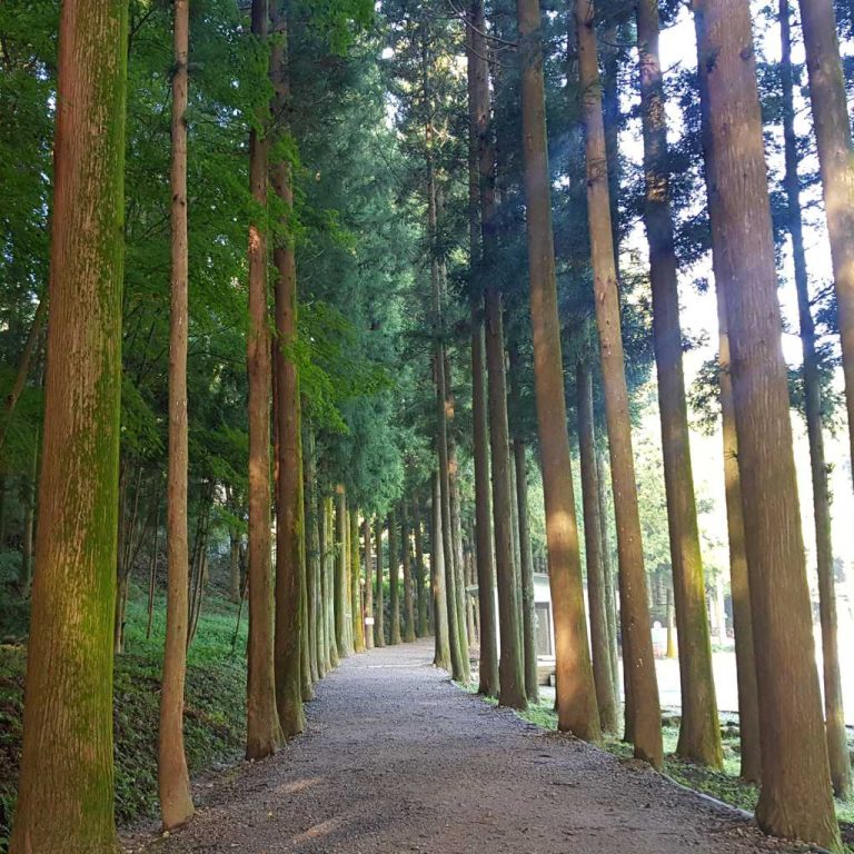 Assassin'S Creed Origins Where to Get Cedar Wood