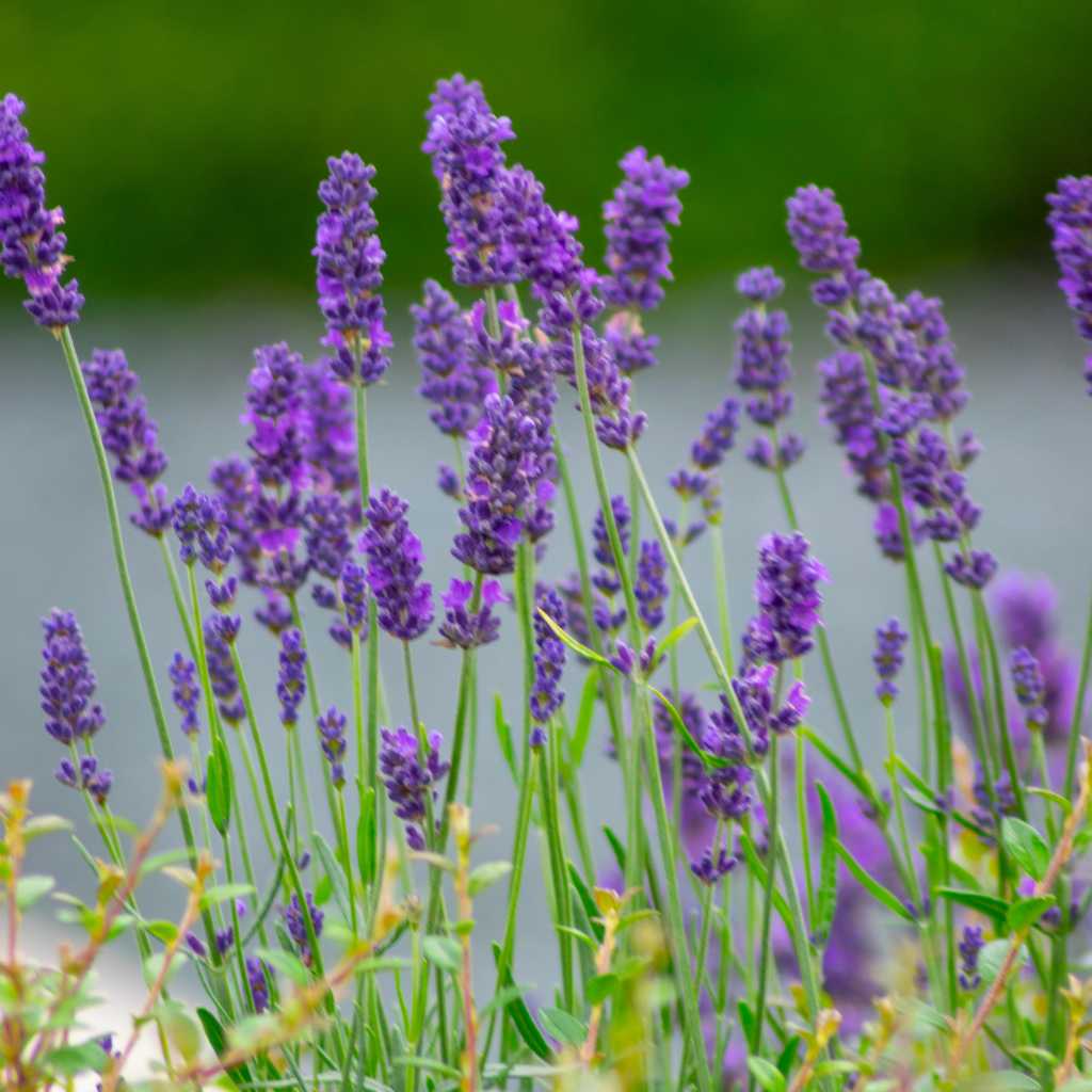 Height, Weight, And Other Body Measurements