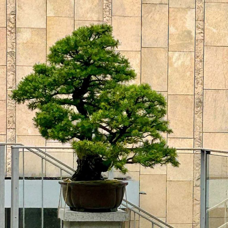 Best Cedar for Bonsai
