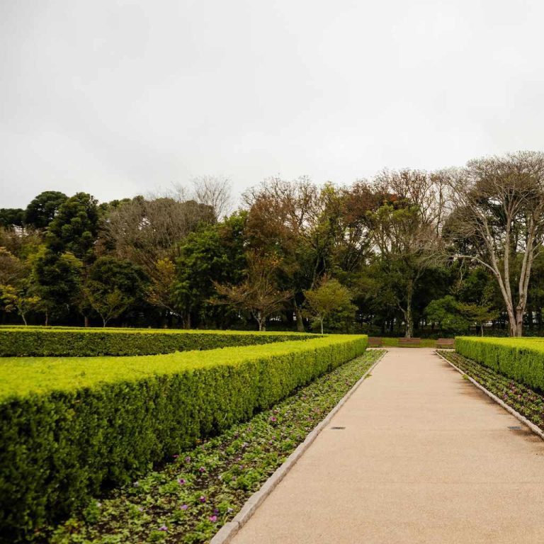 Best Cedar for Hedge