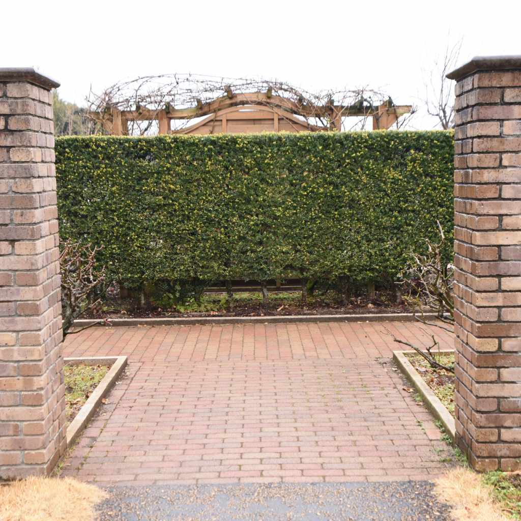 Best Cedar for Privacy Hedge