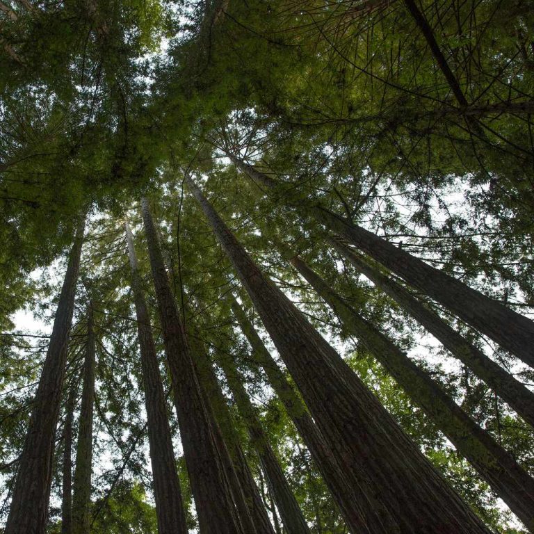 Best Way To Visit The Redwoods