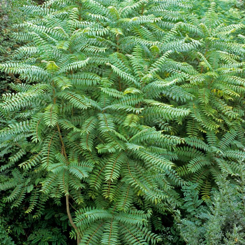 Dealing with Invasive Species