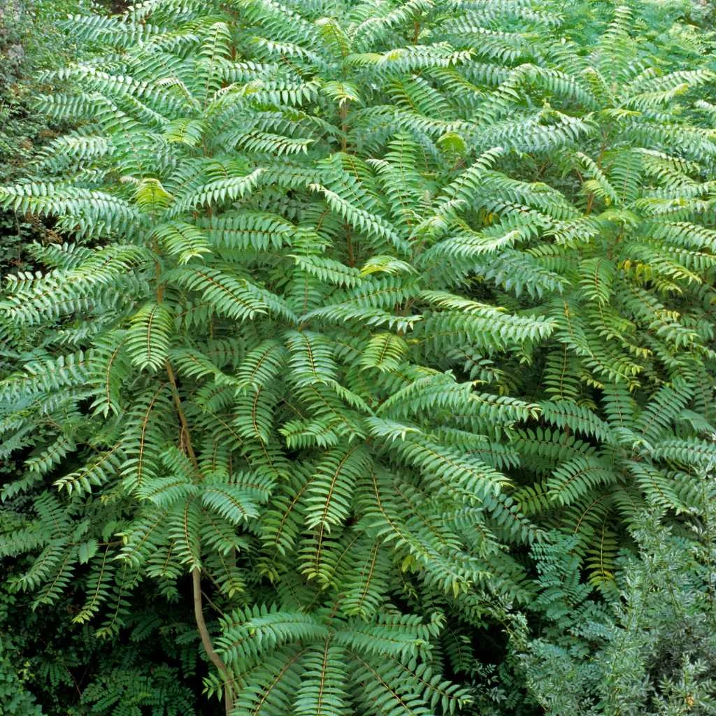 Dealing with Invasive Species