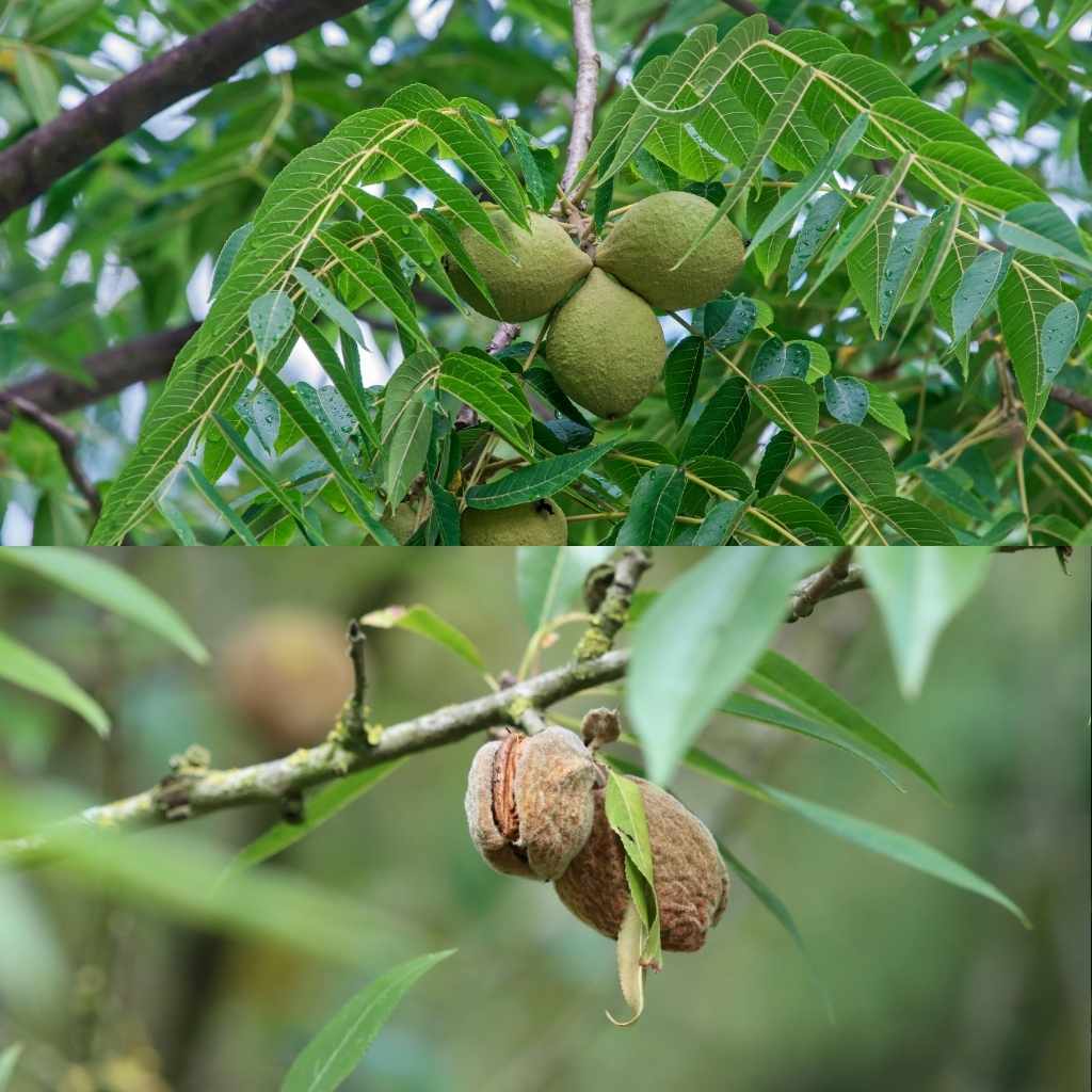 Tips for the Beginner Woodworker Handling Walnut