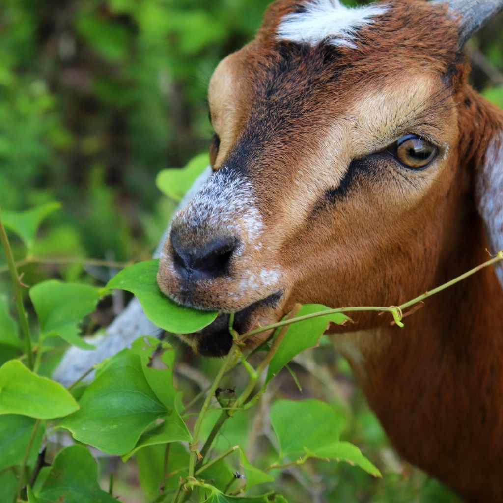 Why Walnut is Great for Woodworking, But Not Goat Feed