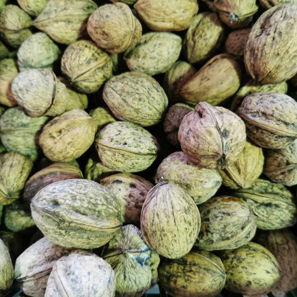 Walnut vs. Common Texas Woods