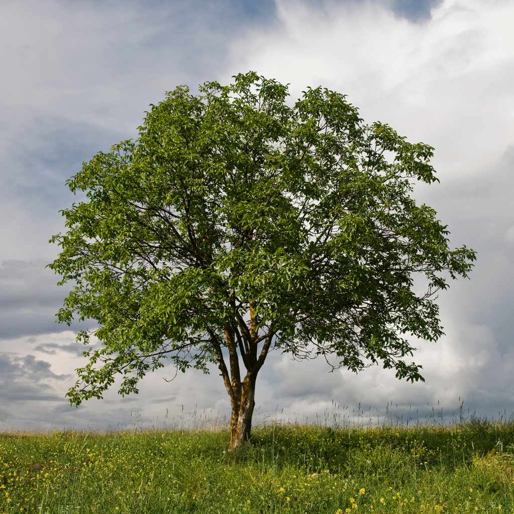 Can You Trim Walnut Trees In Summer?