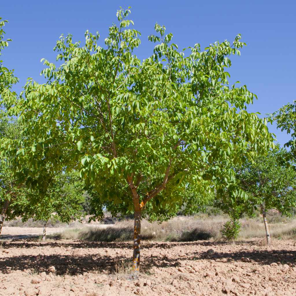 Long-Term Pruning Strategy for Walnut Owners