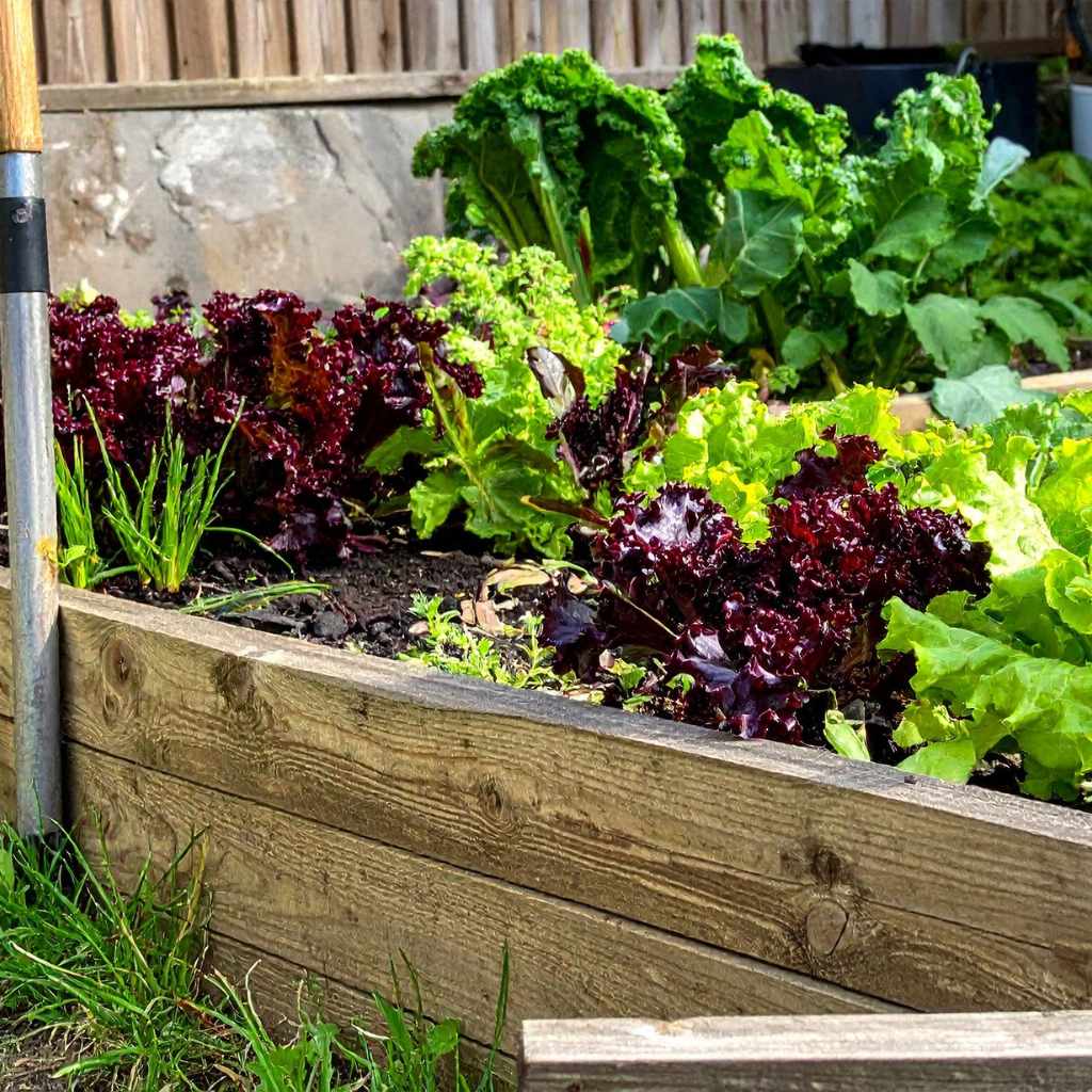 Longevity Expectations