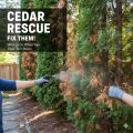 What to Do When Your Cedar Trees Turn Brown: Fix Them!