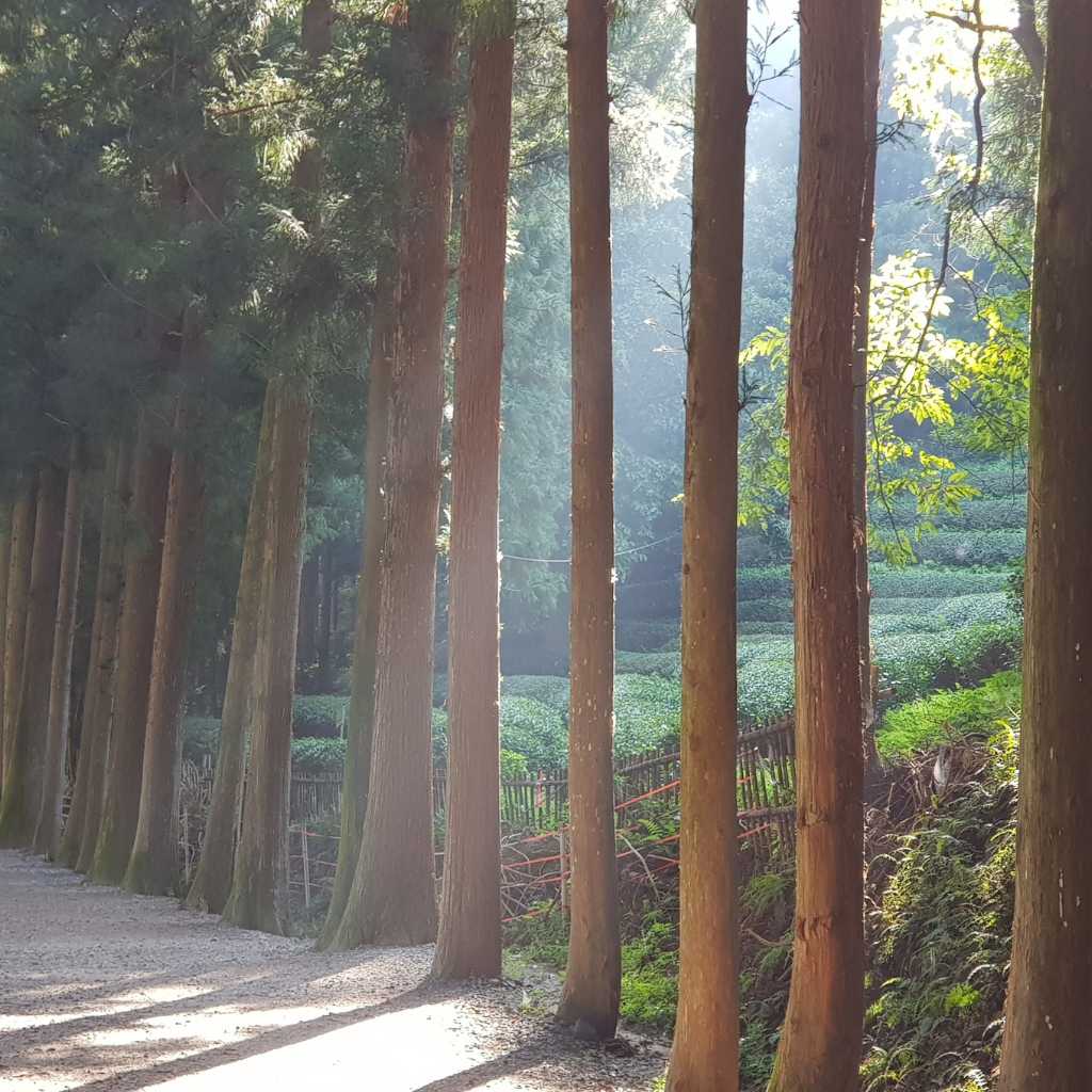 Height, Weight, And Other Body Measurements