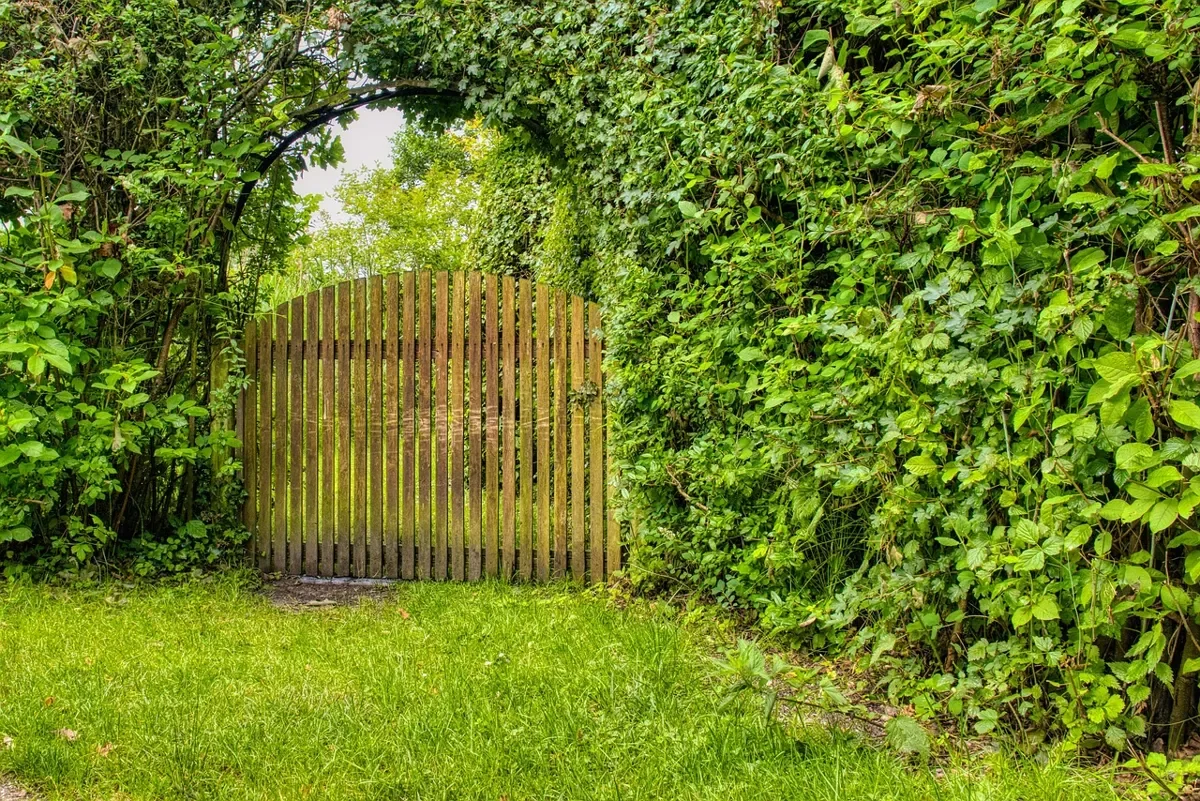 Arched-top wooden picket gate set into a hedge archway