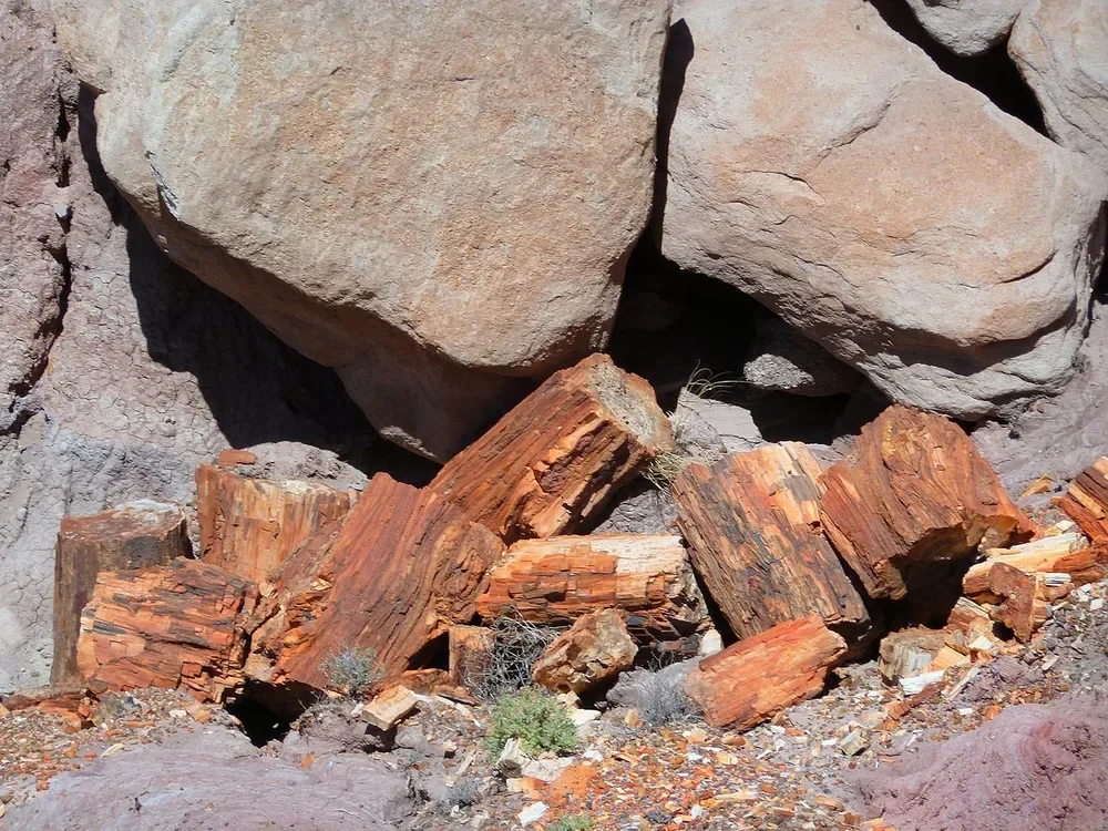 Broken segments of a petrified wood log beneath a rock outcrop in Arizona