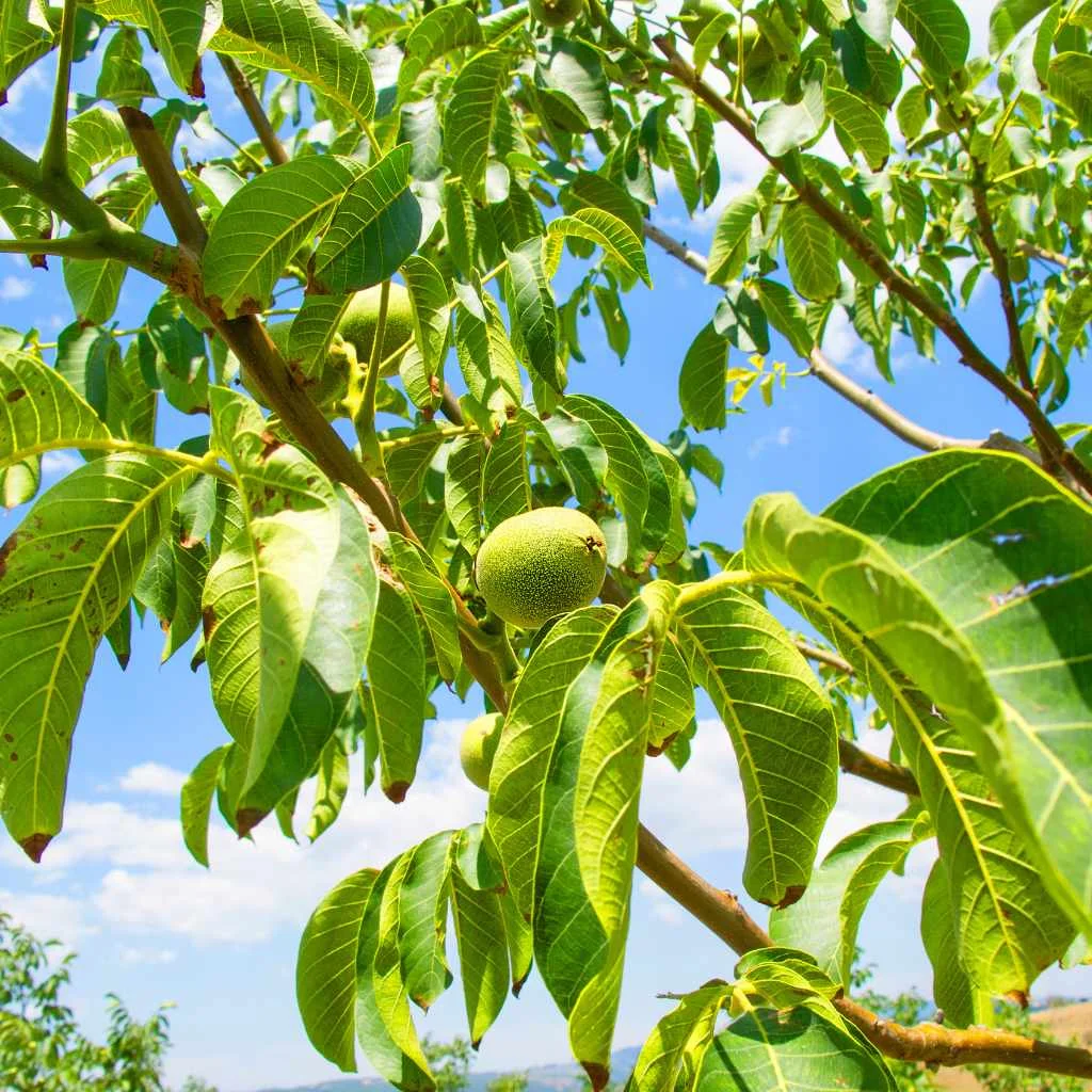 Young walnuts and leaves on a walnut tree branch in summer