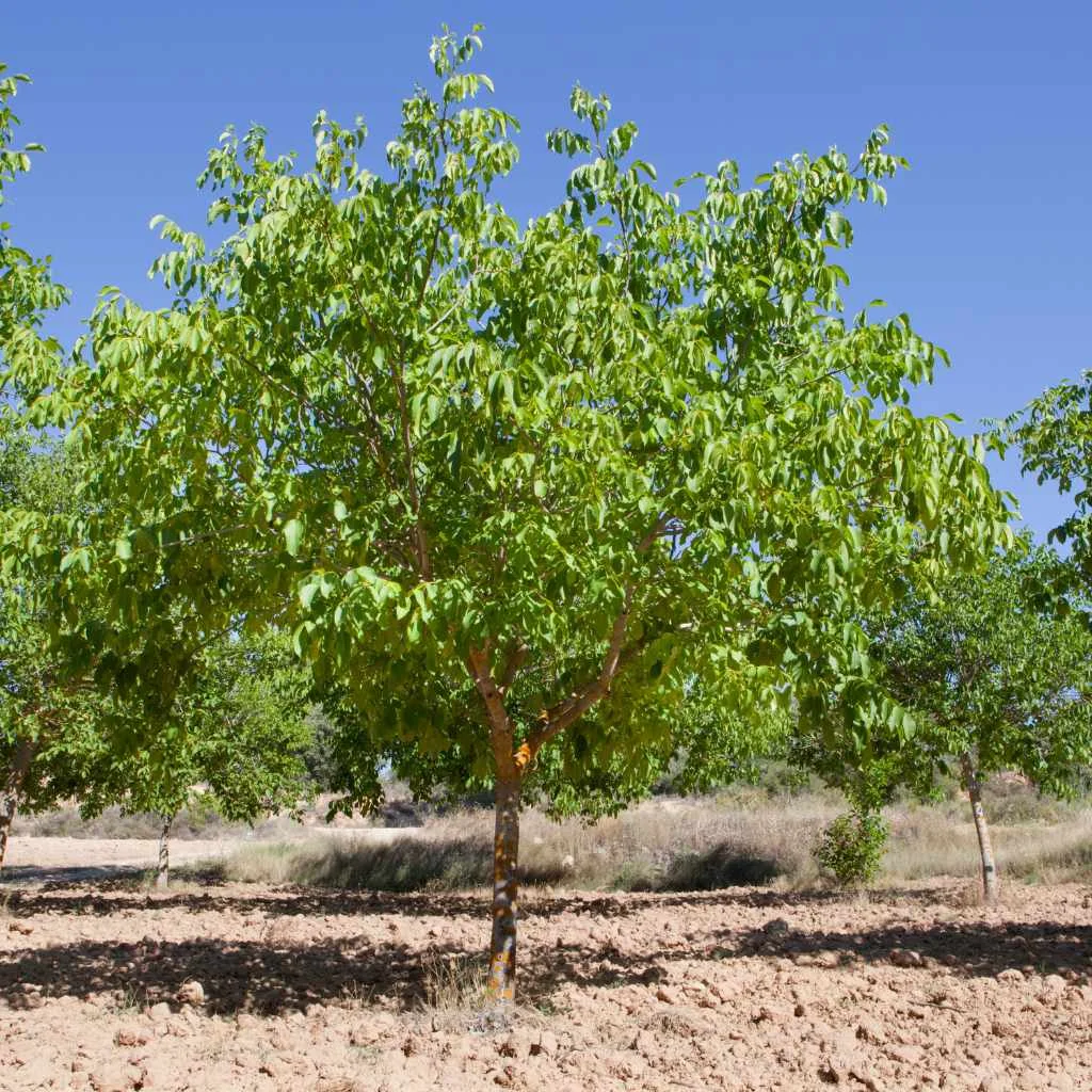 Healthy young walnut tree with full canopy growing in an orchard row