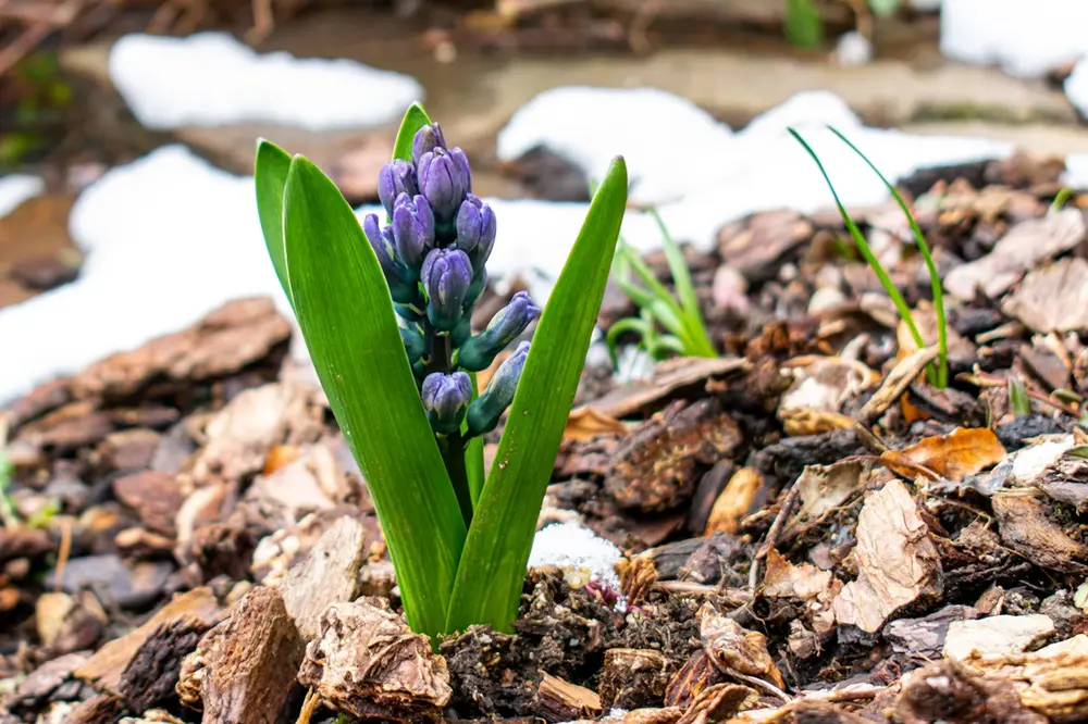 Shredded bark mulch applied around a hyacinth planting in early spring