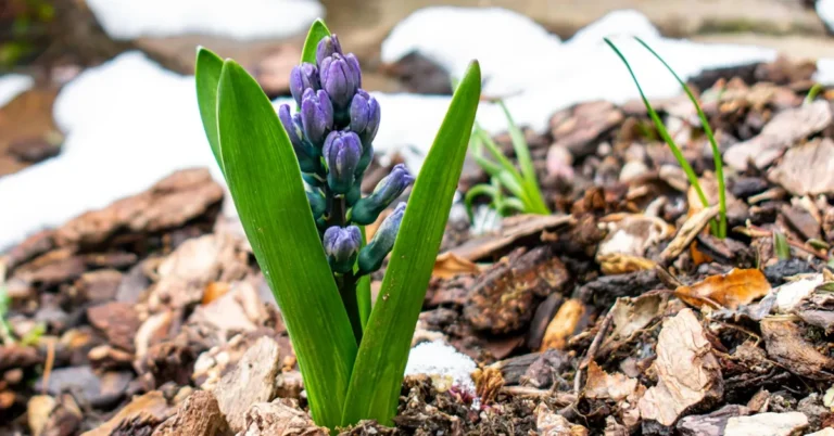 Young seedling growing through cedar bark mulch in a garden bed