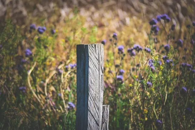 A single wood fence post weathered to a silver-gray patina, the natural color change cedar develops outdoors