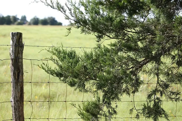 An old weathered wood fence post set in the ground, showing the gray weathering untreated posts develop over time