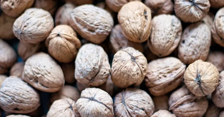 Whole walnuts in their shells, the raw material for walnut shell abrasive media